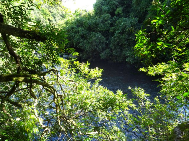 Difficile de distinguer le Bassin Grondin à travers le feuillage