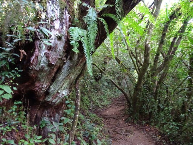 Le large sentier est bordé de beaux arbres, dont ce bois de rempart