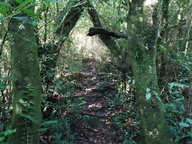 Les sentiers qui descendent sont toujours étroits, caillouteux et envahis de racines