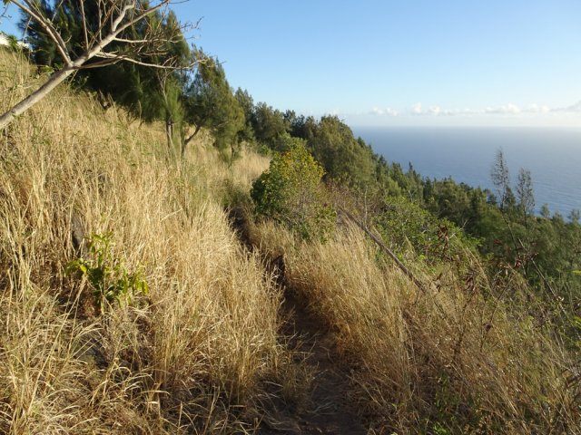 Sentier tout d'abord facile dans les hautes herbes