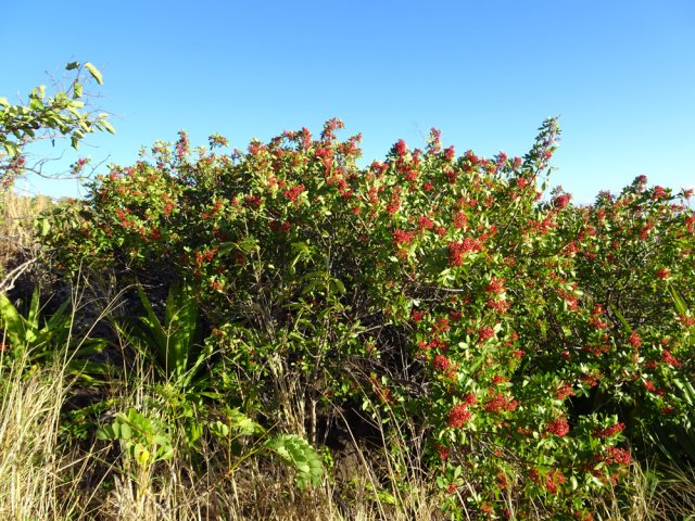 Le grand poivrier près duquel on fait demi-tour