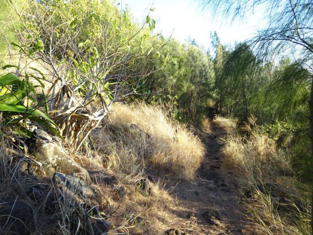 Plus caillouteux en arrivant vers les filaos