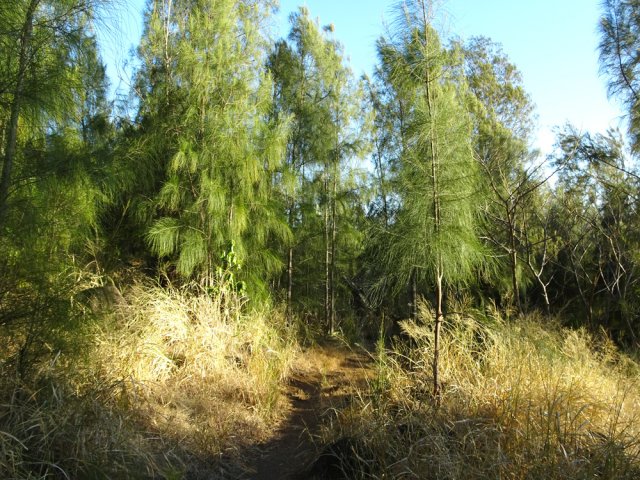 Agréable traversée du bois de filaos