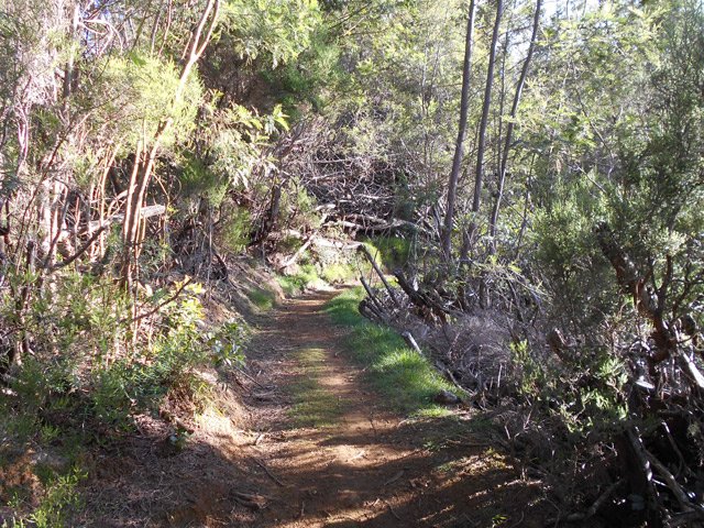 Traversée de zones recouvertes d'acacias noirs