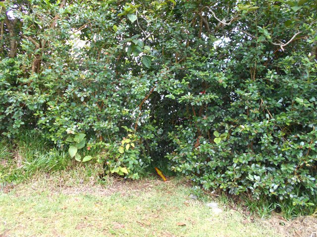 Début discret du sentier des Trois Sources depuis le trajet des Margosiers