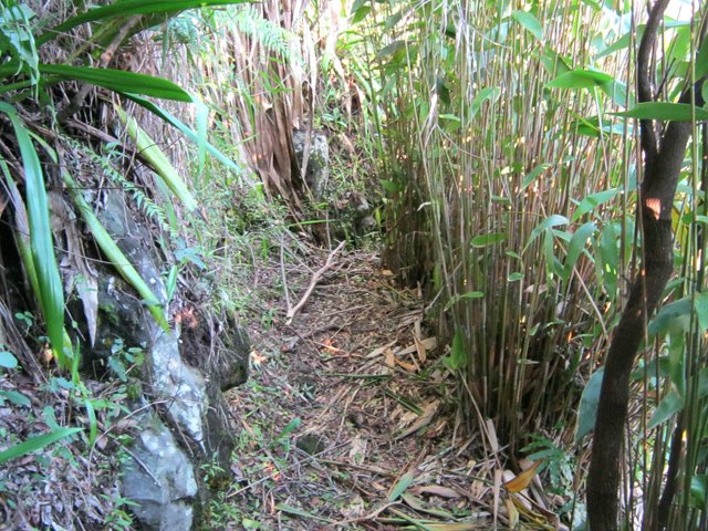 Une partie du sentier longé par des bambous balai