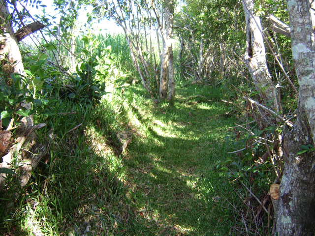 Le début du sentier Bérénice, dans l'herbe verte