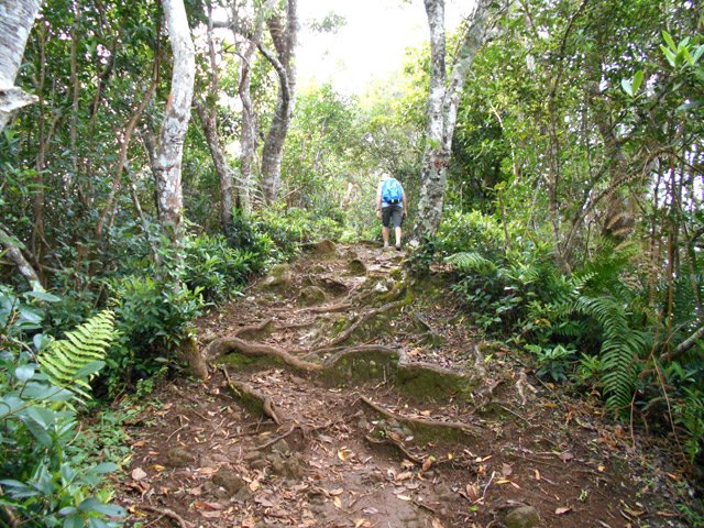 Montée au Piton de la Petite Plaine sur les racines