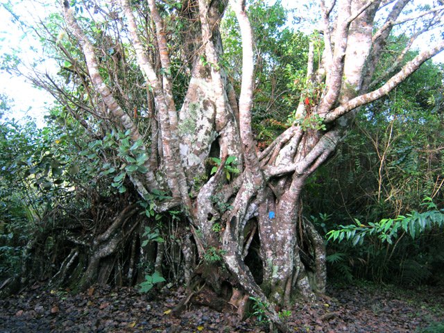 Plus de troncs que de racines pour cet arbre tortueux