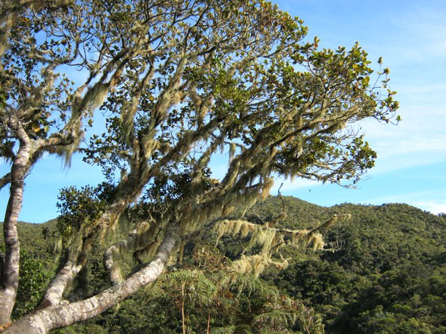 Vers le Piton du Rond dans la montée