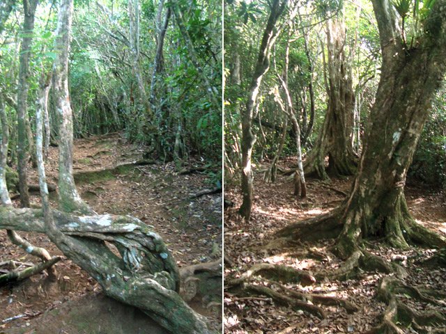 Beaucoup de goyaviers mais également de belles souches ou racines