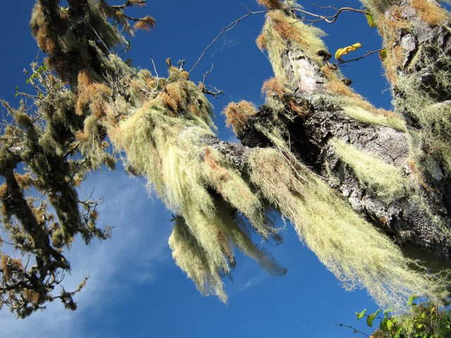 Superbes barbes de Jupiter ou de Saint-Antoine sur un arbre presque mort