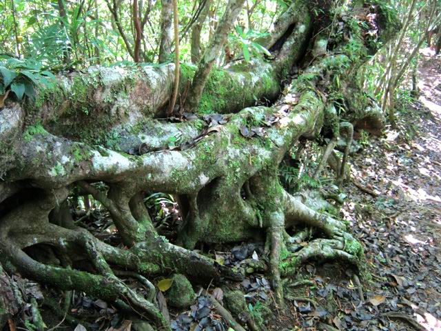Un très beau tronc d'arbre dans la descente