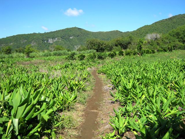 Le sentier de jonction entre les Margosiers et le sentier du Curcuma