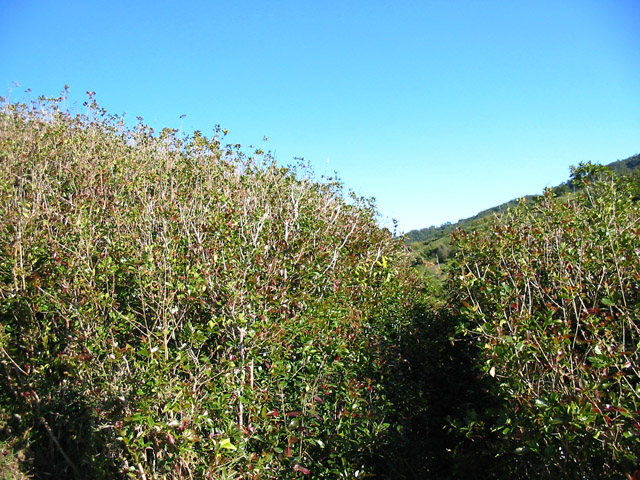 La Ligne des Mille est totalement envahie de goyaviers