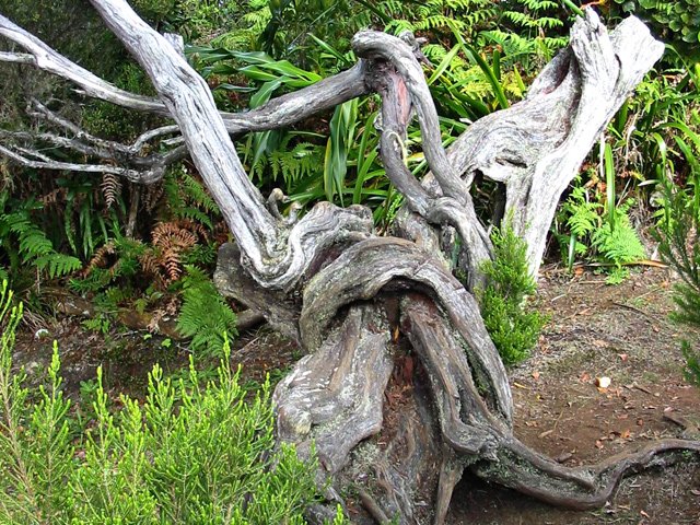 De belles racines tortueuses pour des photos de natures mortes
