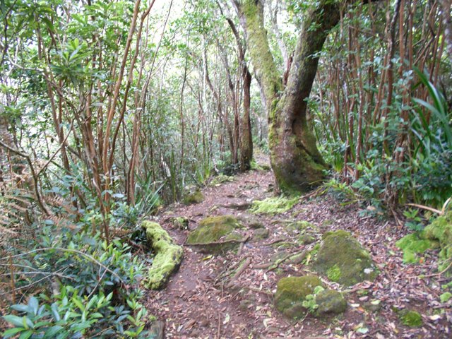 Une portion plate de ce sentier bordé surtout de goyaviers