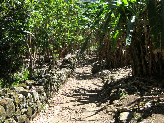 Les cultures ont été réhabilitées il y a quelques années