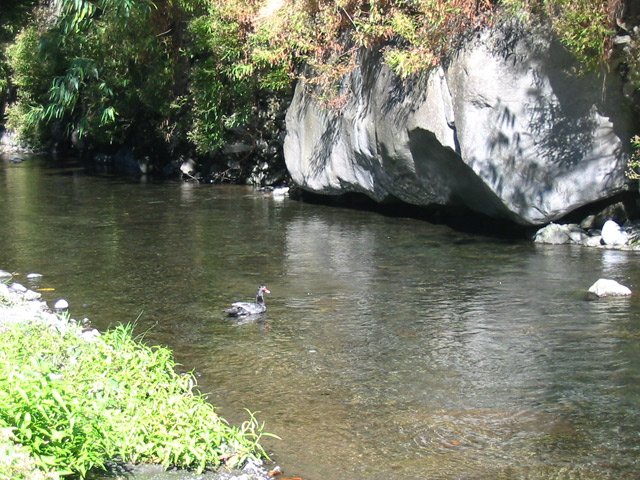 Un habitant des lieux qui se balade en solitaire