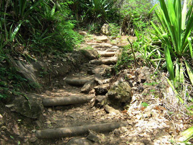 La montée vers l'Entre-Deux débute par des marches en bois