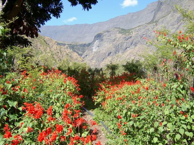 L'Ilet de Cayenne pourrait gagner le concours des villages fleuris
