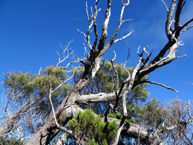 Quelques tamarins ne résistent aux conditions difficile de survie à 2300 m