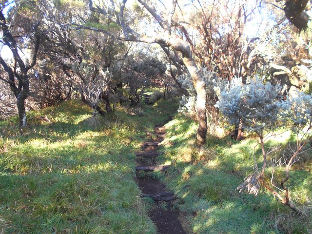 Quelques portions herbeuses à l'ombre des tamarins