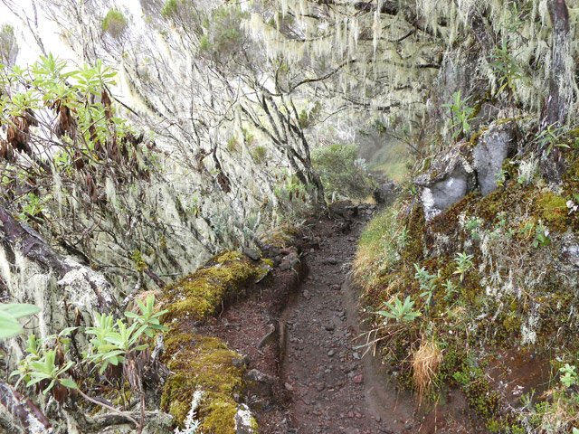 Mousses et barbes de Jupiter bordent le sentier