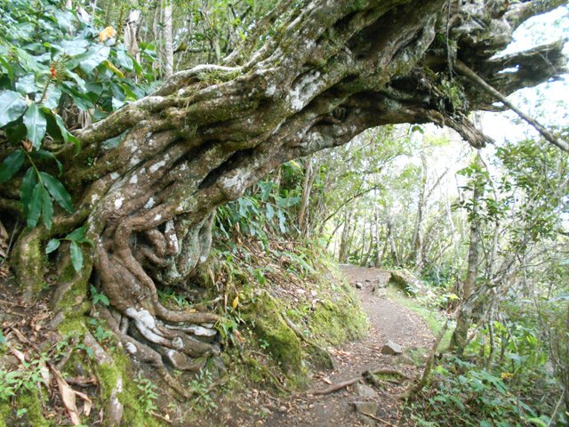 Un magnifique bois rouge en début de montée