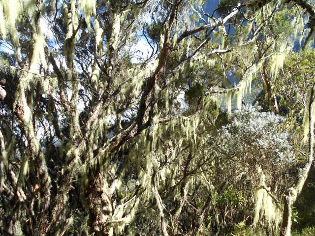 Beaucoup d'arbres sont recouverts de barbe de Jupiter