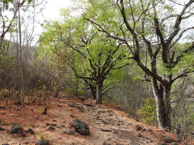 Encore des tamarins avant d'arriver au bassin