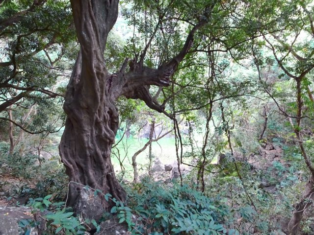 Le bois rouge qui monte la garde au croisement