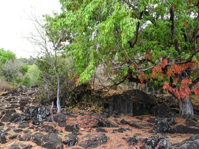 Un emplacement de repos sous un tamarin dont les feuilles rougissent au sol