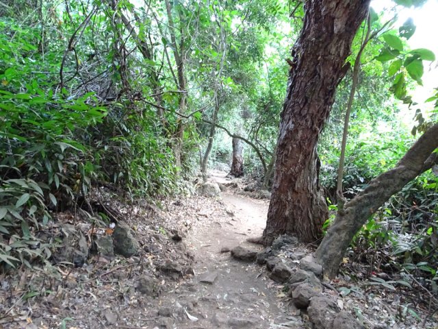 Quelques arbres remarquables sur le bord du sentier