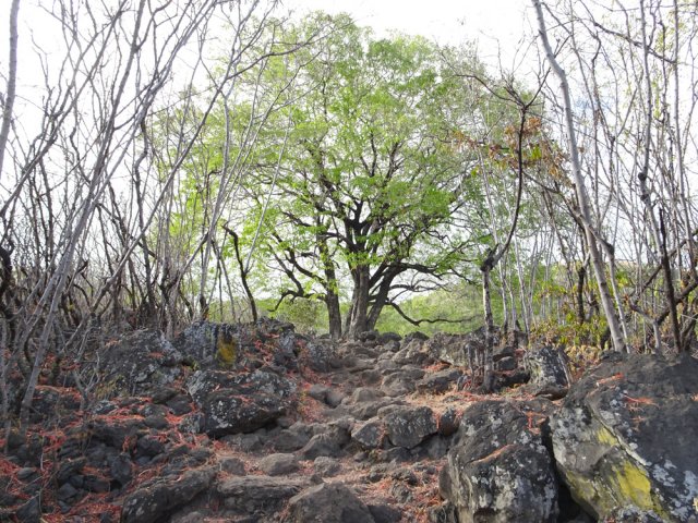 On se demande comment l'arbre parvient à vivre dans autant de roches