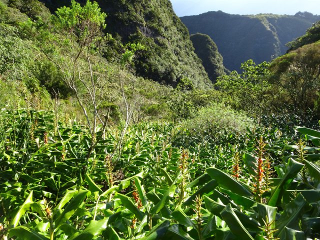 Le début de la descente s'effectue dans les longoses