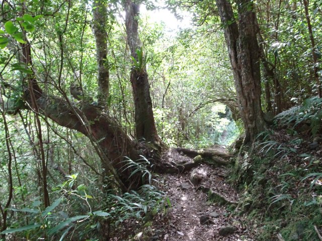 Sentier très agréable entre roches et beaux arbres