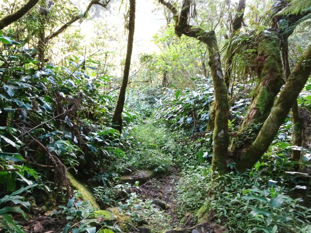 On trouve aussi beaucoup de jouvences en plus des longoses