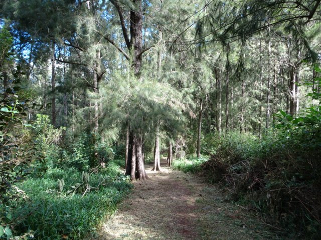 Traversée d'un agréable bois de filaos avant Aurère