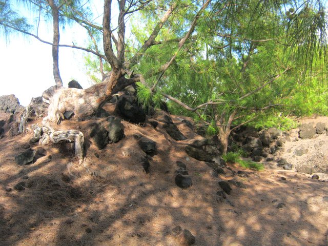 Les aiguilles de filaos tapissent le sol