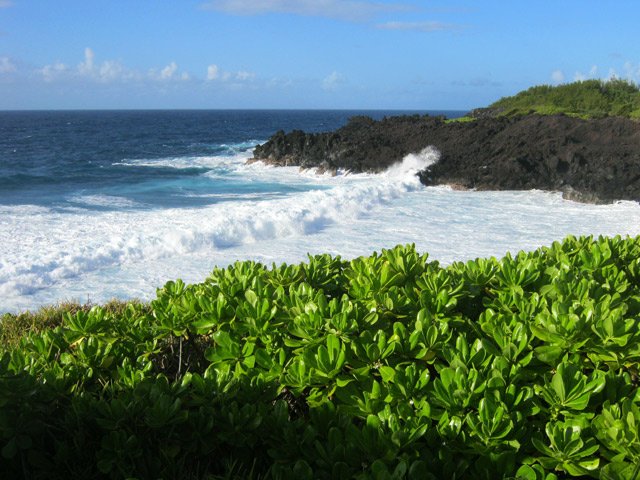 La côte est envahie de manioc marron