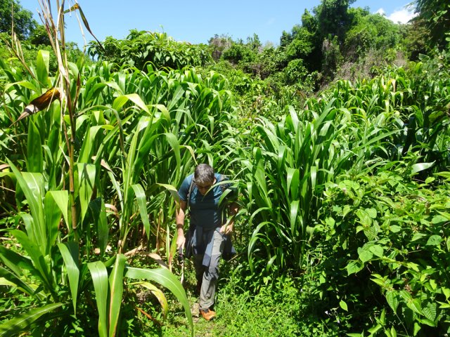 Le début de la descente traverse sans difficulté quelques cannes fourragères