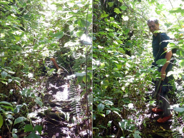 S'il est impossible de contourner la vigne marronne, il faudra employer le coupe-coupe