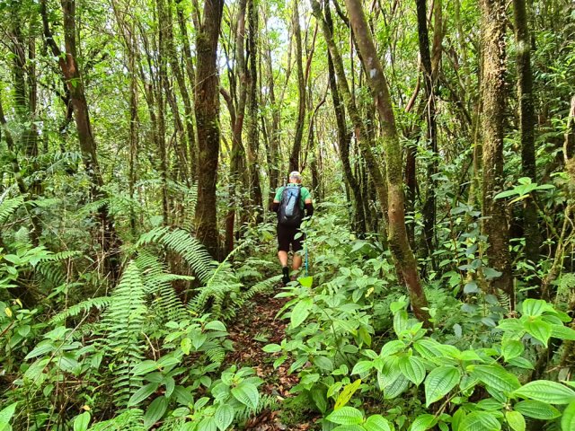 Le tabac bœuf a pris possession des sous-bois