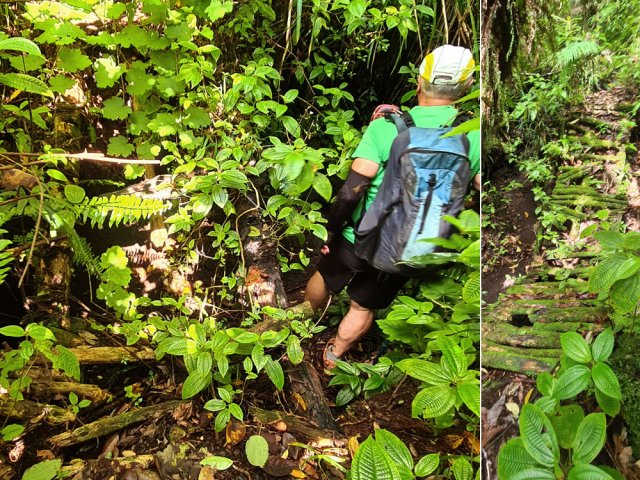 Vestiges vermoulus de passerelles qu'il faut contourner