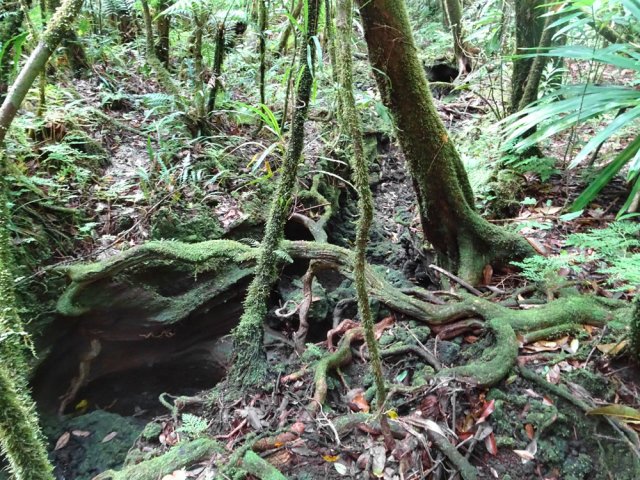 Une petite ravine et beaucoup de racines dans la descente