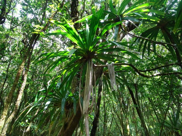 Les pimpins colonisent la forêt où ils apprécient l'humidité des lieux