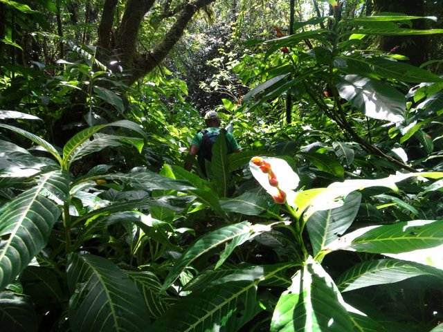 Les sanchezies se multiplient rapidement à l'ombre des bois de couleurs