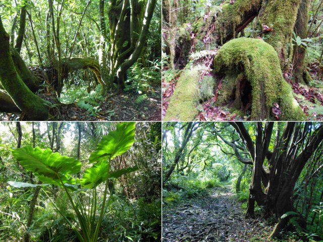 Nombreuses haltes pour admirer racines, taros, mousses et beaux arbres