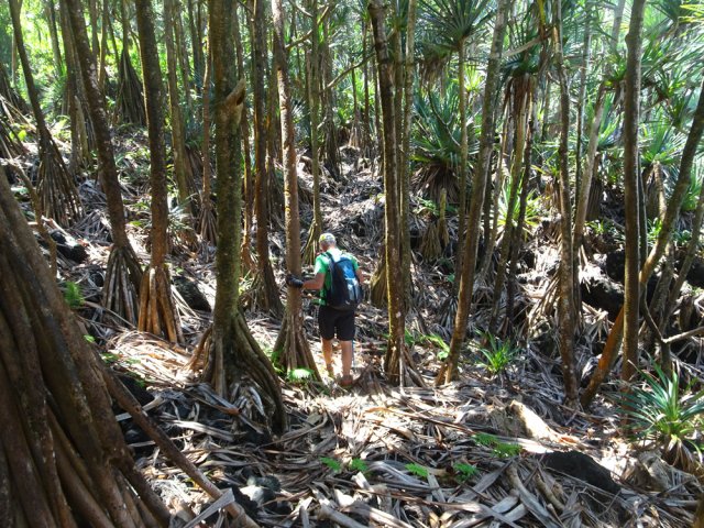 La trace est facile à suivre sous les centaines de vacoas